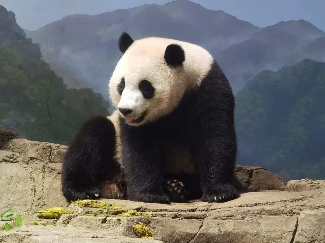 顺利回家！大熊猫“美香”一家正在适应新环境新生活 _www.isenlin.cn
