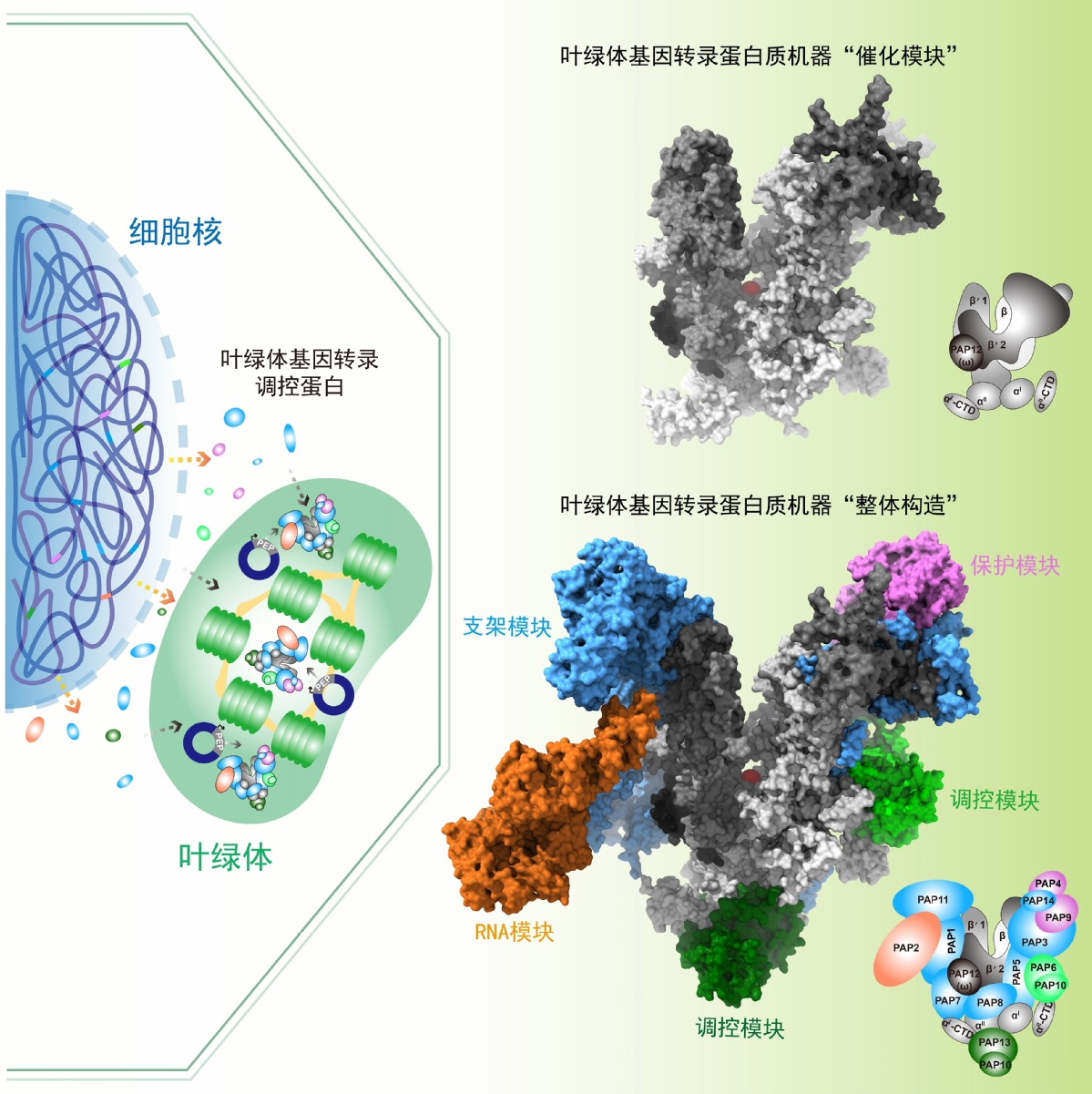 叶绿体基因转录蛋白质机器构造.jpg?x-oss-process=style/w10