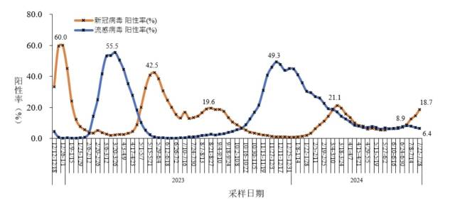 全国哨点医院流感样病例新冠和流感病毒阳性率变化趋势。（来源：中疾控官网）