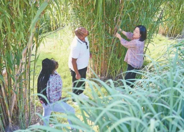 福建农林大学国际菌草工程技术研究中心工作人员(右)在向卢旺达留学生介绍菌草品种“绿洲1号”芦竹的生长情况。新华社记者 林善传 摄 福建农林大学国际菌草工程技术研究中心工作人员(右)在向卢旺达留学生介绍菌草品种“绿洲1号”芦竹的生长情况。新华社记者 林善传 摄