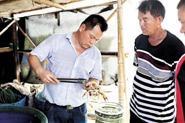广州黄油蟹水产有限公司的渔农在检查捕捞上来的蟹。 广州黄油蟹水产有限公司的渔农在检查捕捞上来的蟹。