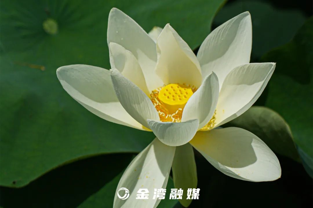 5cdc400400c24a63ccfda1e2889186d.jpg