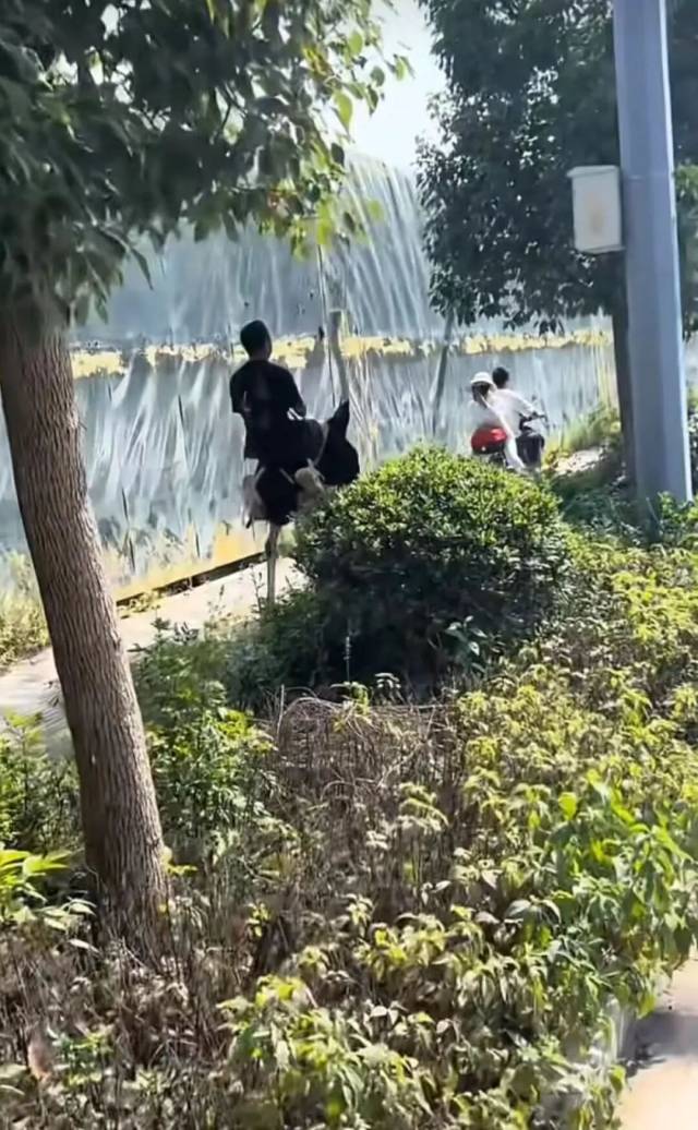 阿华骑鸵鸟 图/受访者供图 阿华骑鸵鸟 图/受访者供图
