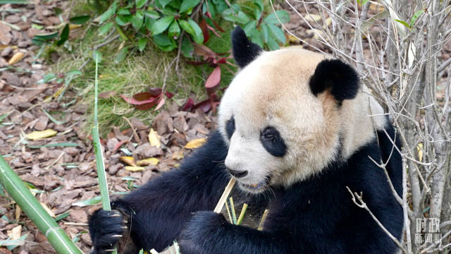 △“圆梦”是首只出生在法国的大熊猫。（总台央视记者卢心雨拍摄）