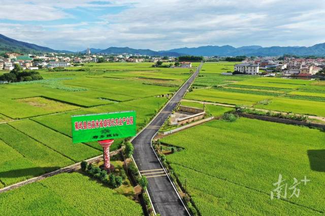 蕉岭县丝苗米省级现代农业产业园。资料图
