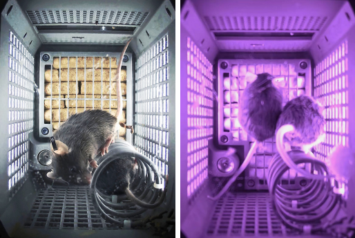 △小鼠在轨实验