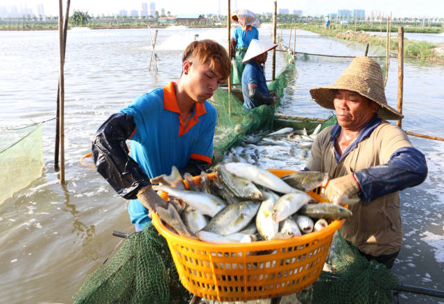 养殖户捕捞白蕉海鲈。