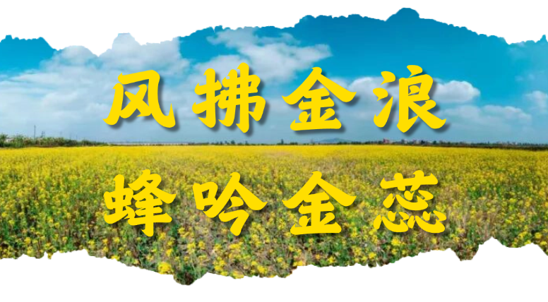 平沙镇“万亩方”水稻种植基地。.png