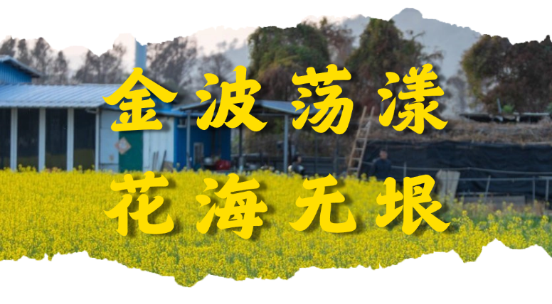 金波荡漾 花海无垠.png