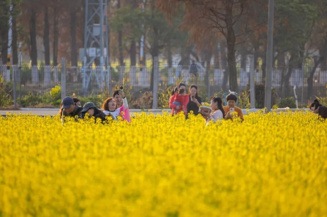 斗门小赤坎村油菜花抢先绽放。梁冠贤3.jpg