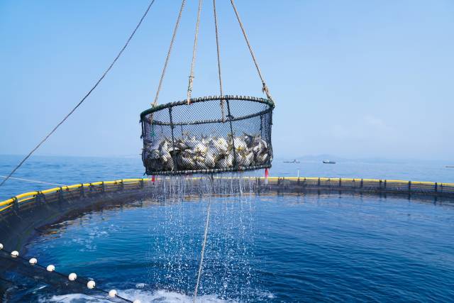 广东加快建设全链条现代化海洋牧场。柯学潜摄
