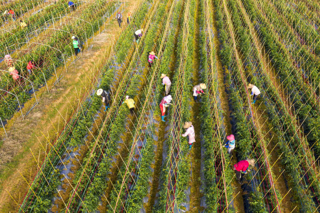 界炮镇种植的圣女果品种优良、品质上乘。