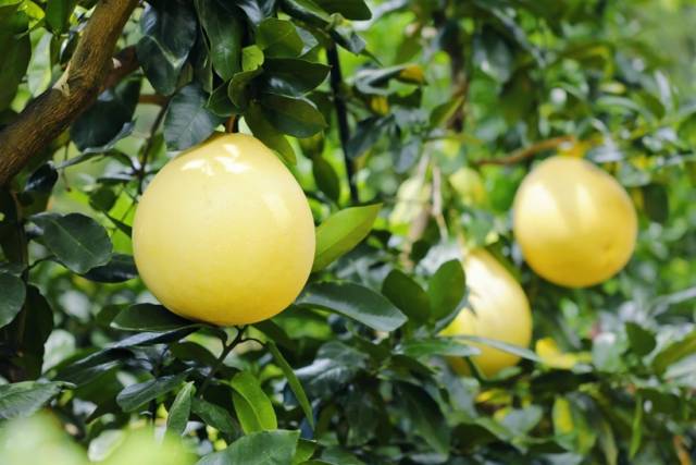 在粤北山区，小柚子逐步长成富民兴村大产业。