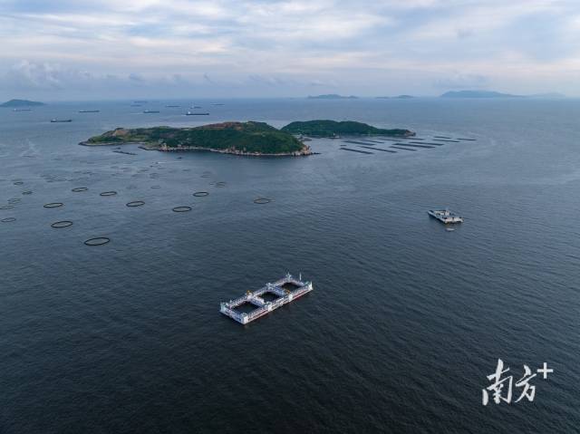 万山国家级海洋牧场示范区内正在运行的“澎湖号”“格盛1号”和众多重力式深水养殖网箱。
