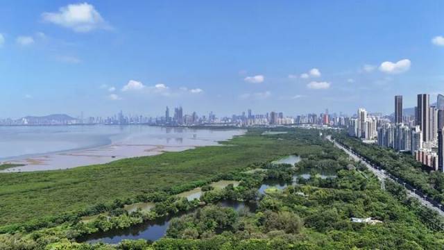 这是深圳湾的红树林与深圳城市景观（无人机照片，2026年7月23日摄）。新华社记者 梁旭 摄