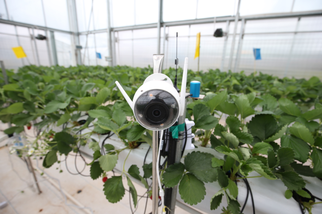 CyberFarmer.HortiGraph在AI温室内加装的摄像头，通过图像识别算法来智能侦测草莓的生长状态。（摄影/穆功）